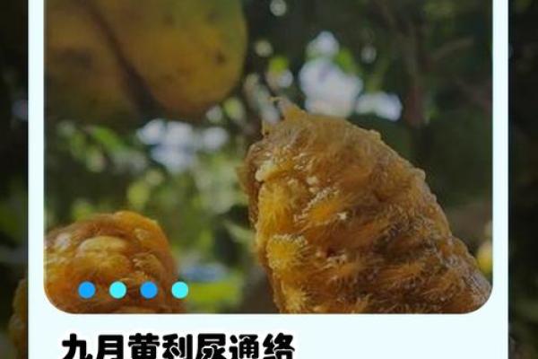 九月十九日：秋季气候与养生的黄金交汇点